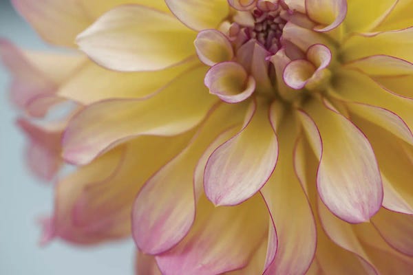 Nancy Crowell: Perfect Petals IV by Nancy Crowell