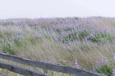 Purple Haze by Nancy Crowell canvas print