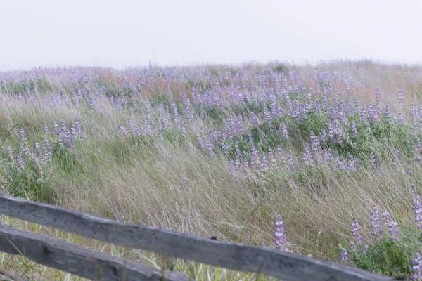 Nancy Crowell: Purple Haze by Nancy Crowell