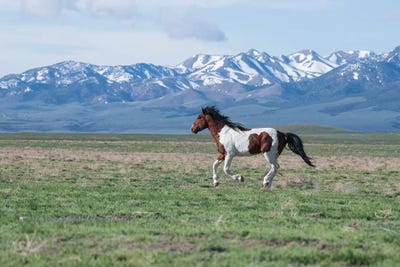 Running Wild by Nancy Crowell canvas print