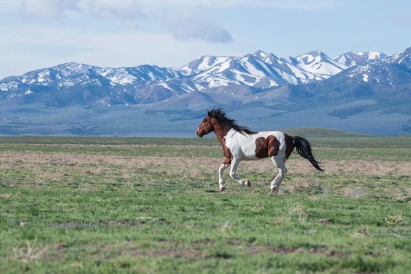 Nancy Crowell: Running Wild by Nancy Crowell