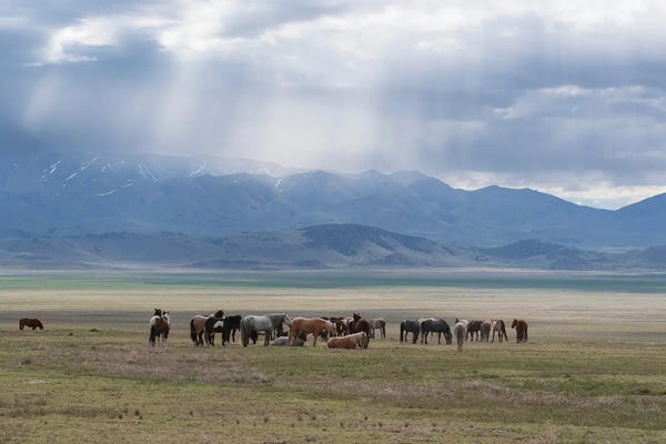 Nancy Crowell: The Meet Up by Nancy Crowell