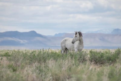 Wild Beauty by Nancy Crowell canvas print