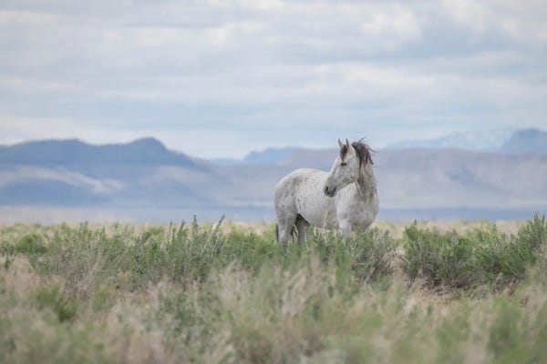 Wild Beauty