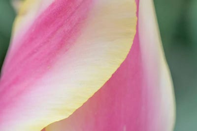 Delicate by Nancy Crowell canvas print