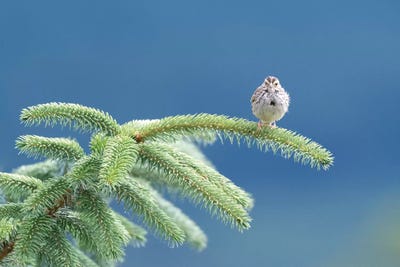 Evergreen Perch by Nancy Crowell canvas print
