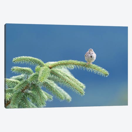 Evergreen Perch Canvas Print #NCR8} by Nancy Crowell Canvas Artwork