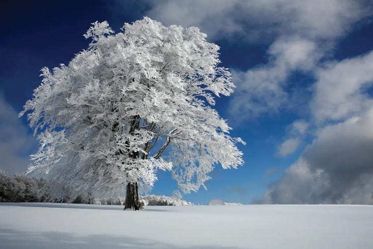 White Windbuche In Black Forest