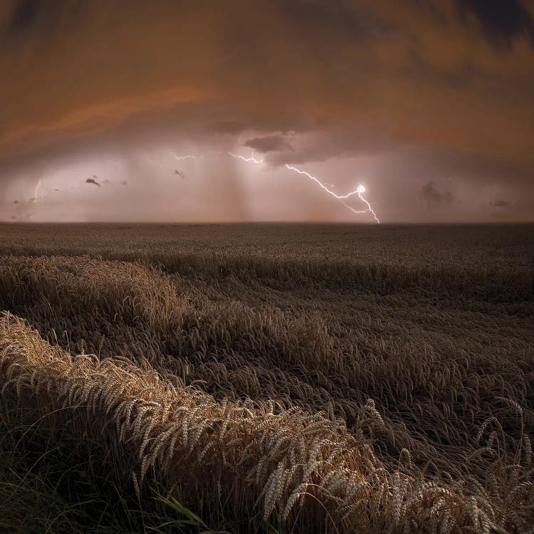 Harvest Lights