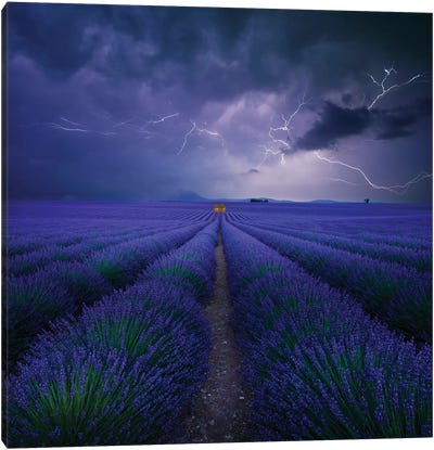 Wetter Im Lavendelfeld Canvas Art Print