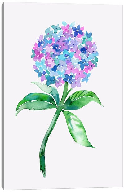 Watercolor Hydrangea Flower Canvas Art Print - Ninola Design