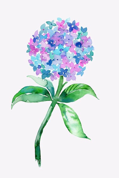 Hydrangeas: Watercolor Hydrangea Flower by Ninola Design