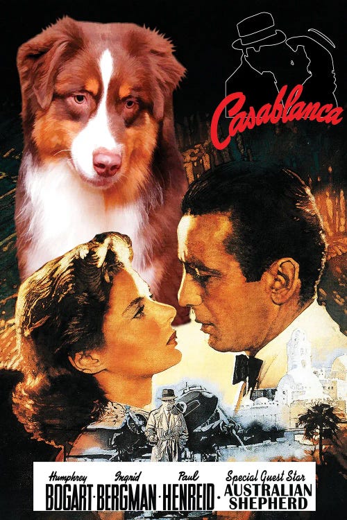 Australian Shepherd Casablanca Movie