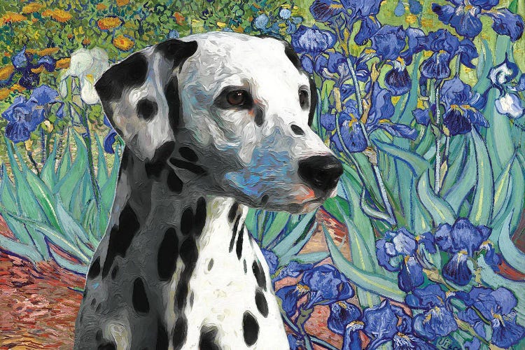 Dalmatian Dog Irises