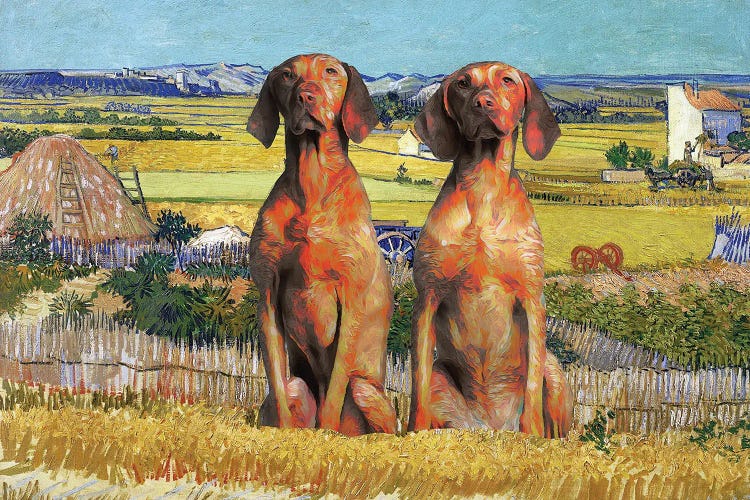 Vizsla Harvest At La Crau