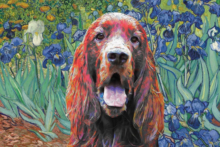 Irish Setter Irises