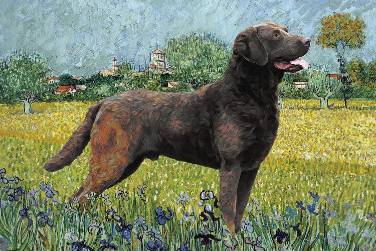 Chesapeake Bay Retriever View Of Arles With Irises