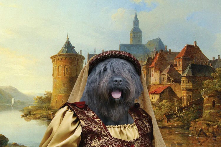 Bouvier Des Flandres A Crusader Bride