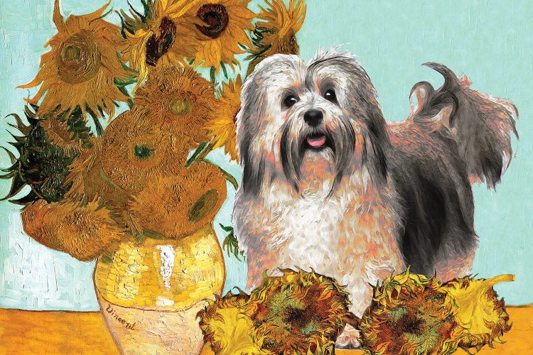 Havanese Dog Sunflowers