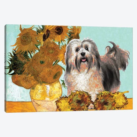 Havanese Dog Sunflowers Canvas Print #NDG133} by Nobility Dogs Canvas Art