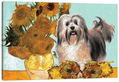 Havanese Dog Sunflowers Canvas Art Print - Havanese