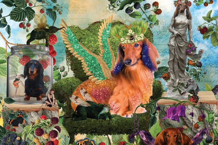 Longhaired Dachshund Berry Paradise