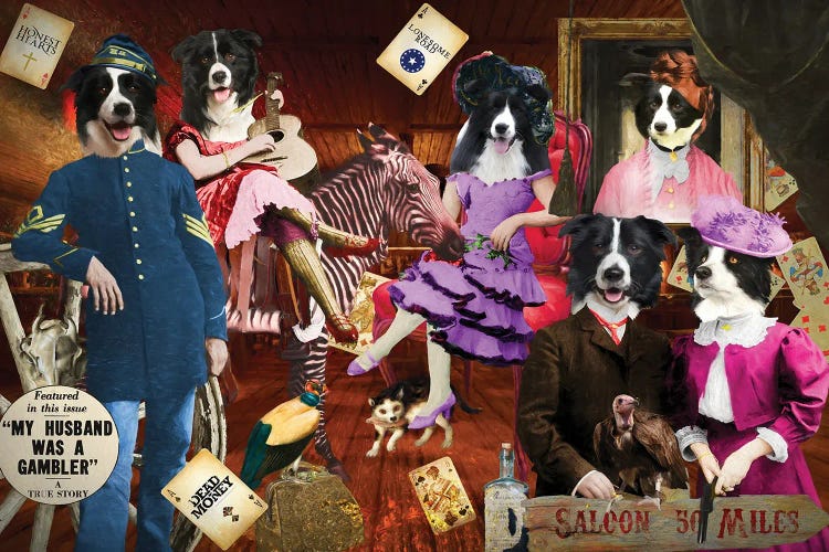 Border Collie My Husband Was A Gambler