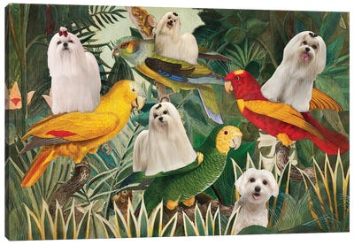 Maltese Dog Henri Rousseau Parrots Canvas Art Print