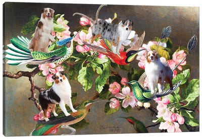 Australian Shepherd, Hummingbirds And Apple Blossoms Canvas Art Print - Blossom Art