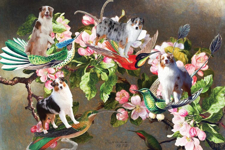 Australian Shepherd, Hummingbirds And Apple Blossoms