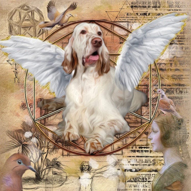 English Setter Angel Da Vinci