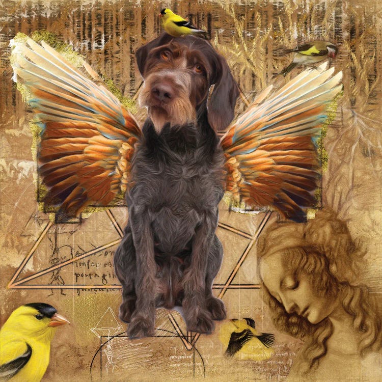 German Wirehaired Pointer Angel Da Vinci