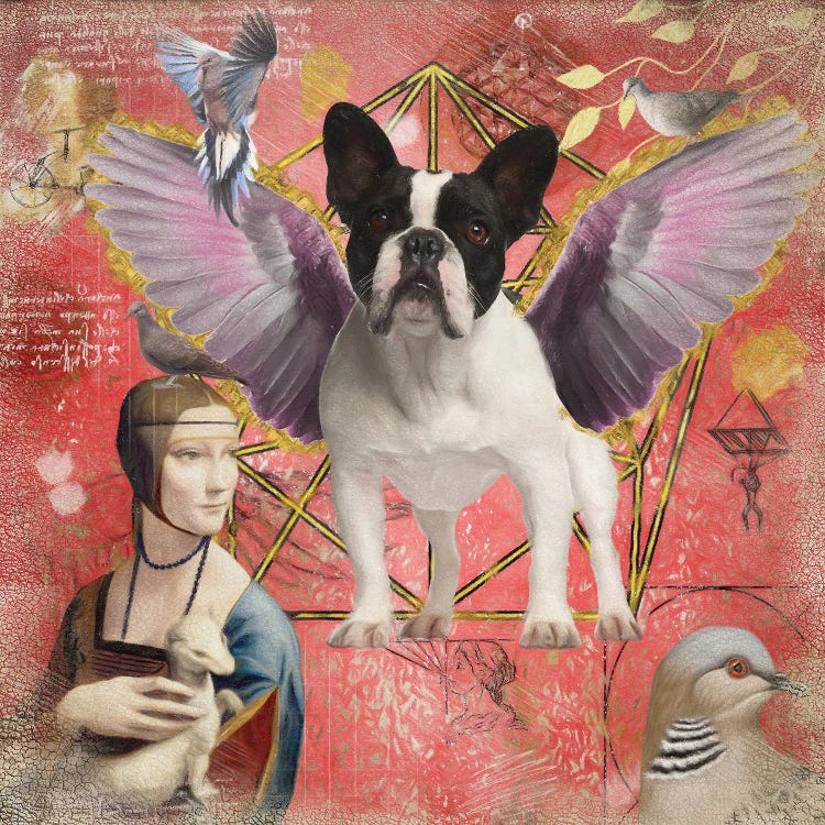 Pied French Bulldog Frenchie Angel