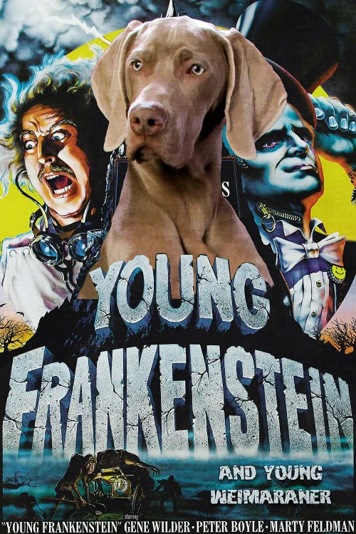 Weimaraner Young Frankenstein