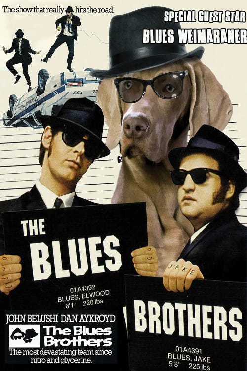 Weimaraner The Blues Brothers