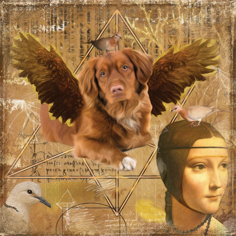 Nova Scotia Duck Tolling Retriever Angel