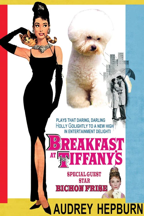 Bichon Frise Breakfast At Tiffany Movie