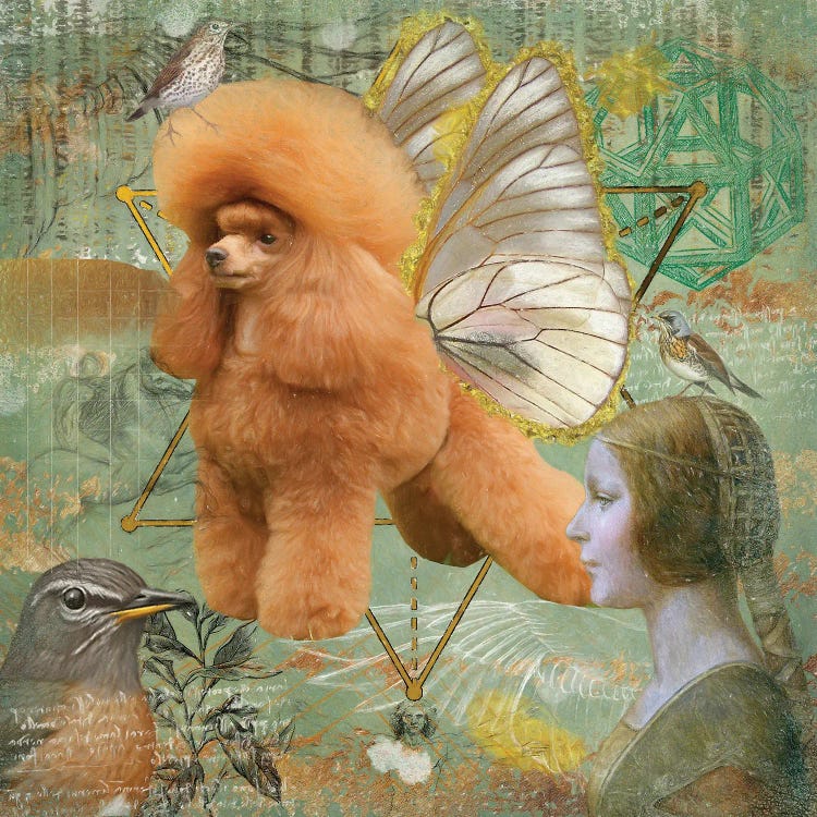 Apricot Poodle Angel Da Vinci