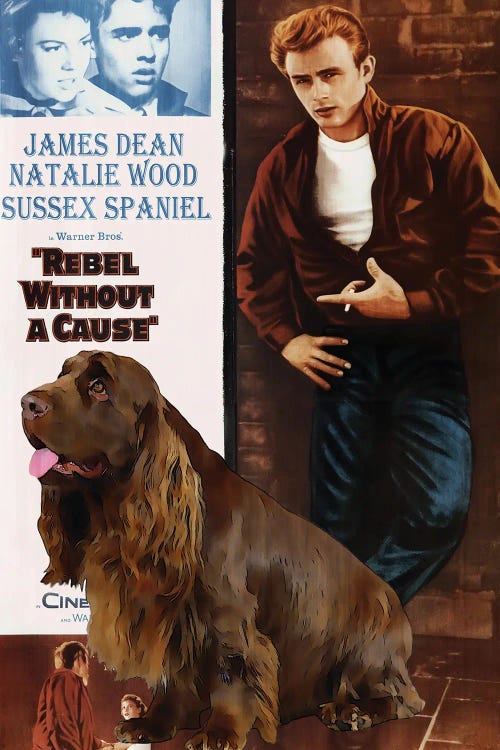 Sussex Spaniel Rebel Without A Cause