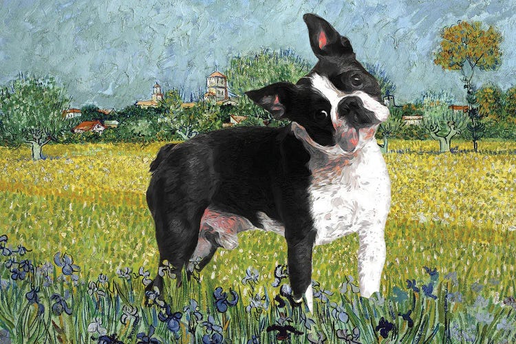 Boston Terrier View Of Arles With Irises