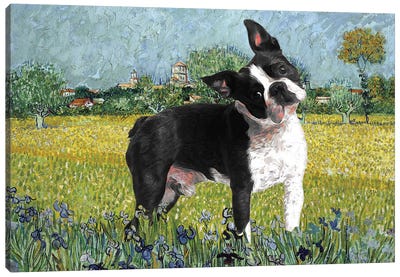 Boston Terrier View Of Arles With Irises Canvas Art Print - Boston Terrier Art