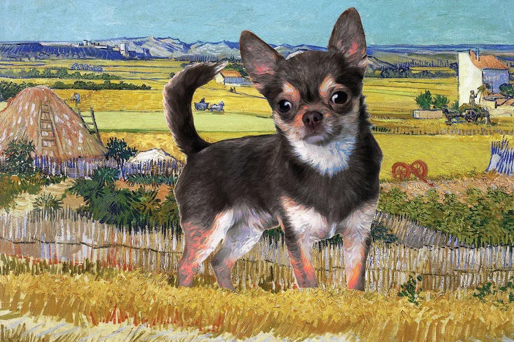 Chihuahua Harvest At La Crau