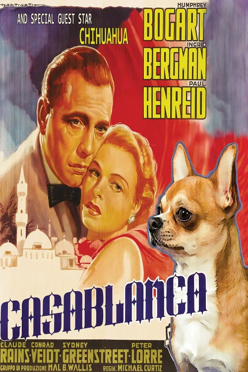 Chihuahua Casablanca Movie