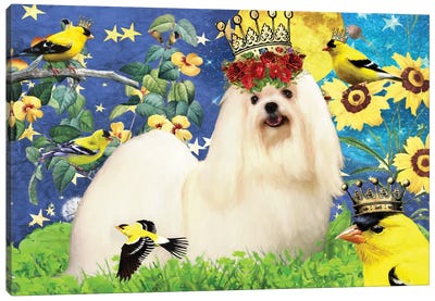 Maltese Dog And American Goldfinch Canvas Art Print