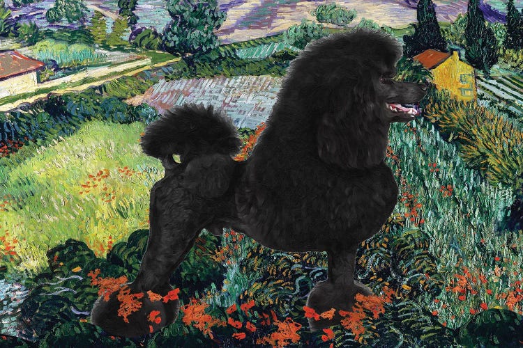 Black Poodle Field With Poppies