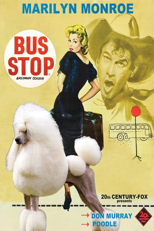 Standard Poodle Bus Stop Movie