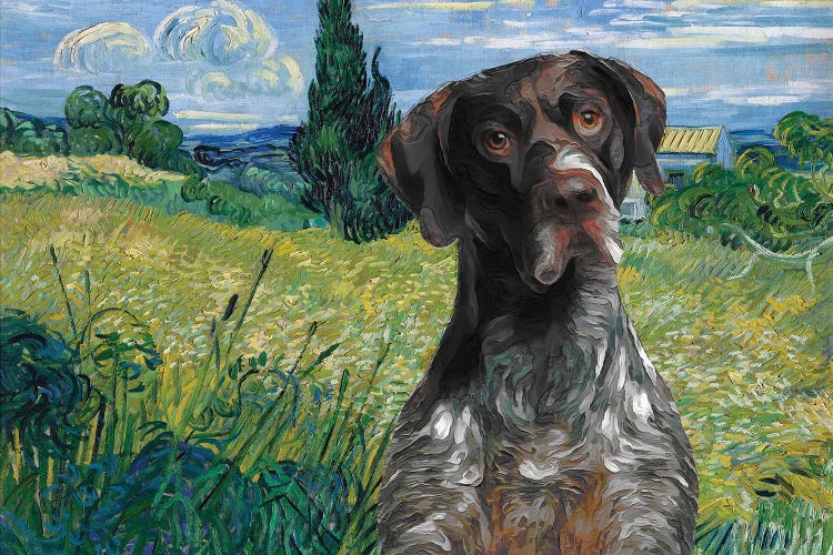 German Shorthaired Pointer Wheat Field With Cypress