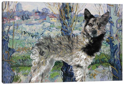 Mudi Dog Orchard In Blossom Canvas Art Print