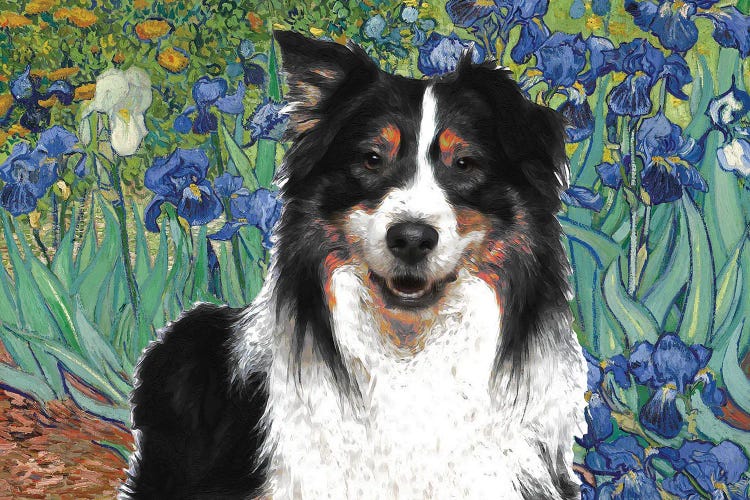 Australian Shepherd Aussie Irises