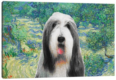Bearded Collie Olive Orchard Canvas Art Print
